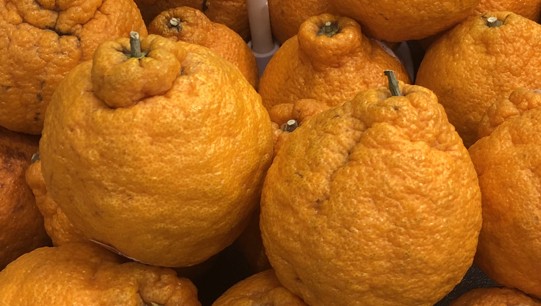 Sumo Citrus Mandarins [Where to Buy] - Eat Like No One Else